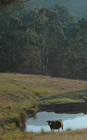 Bombala