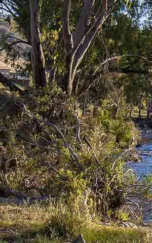 Tumut