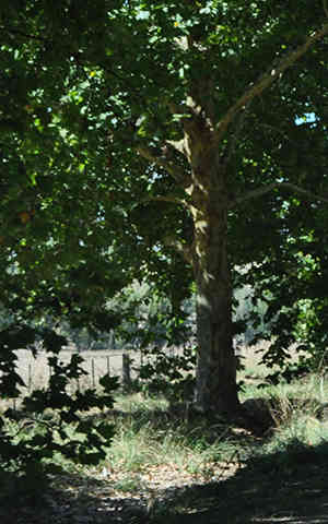 Khancoban
