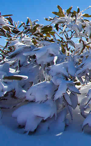 Perisher Valley